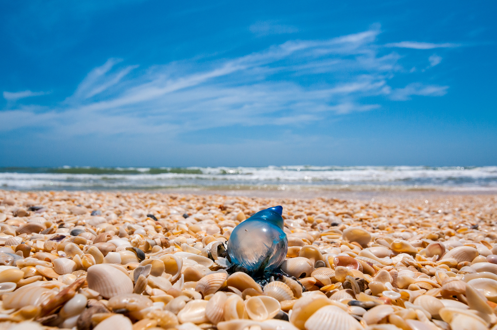 A single blue man of war (man o' war) jellyfish rests on a shell laden beach on Padre Island National Seashore, which is on the Texas Gulf Coast. 