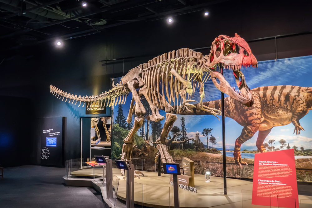 DALLAS, TEXAS/USA - OCTOBER 19, 2018: Giganotosaurus dinosaur skeleton in the Ultimate Dinosaurs traveling exhibition at the Perot Museum of Nature and Science in Dallas