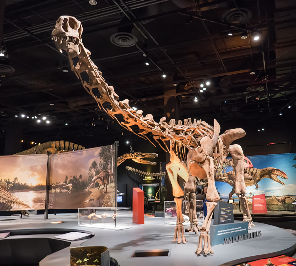 DALLAS, TEXAS/USA - OCTOBER 19, 2018: Malawisaurus dinosaur skeleton in the Ultimate Dinosaurs traveling exhibition at the Perot Museum of Nature and Science in Dallas