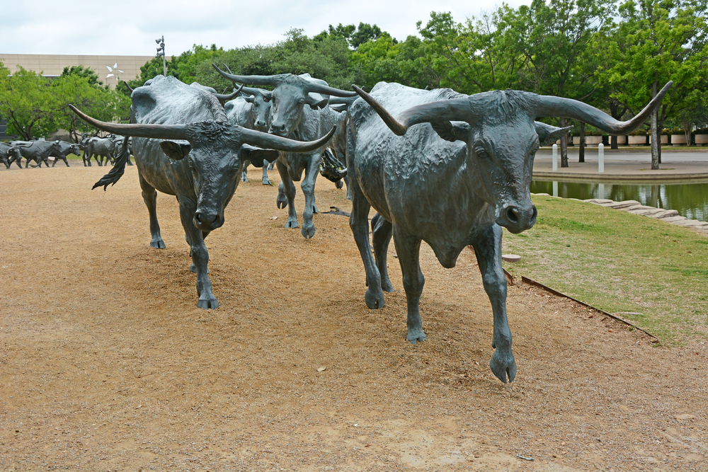Dallas Cattle Drive, Teksas, USA, fot. shutterstock.com
